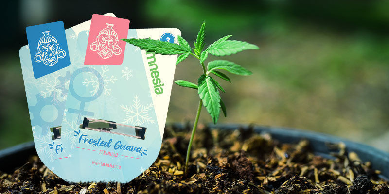Jak pěstovat Frosted Guava