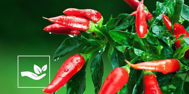 V&yacute;hody př&iacute;rodn&iacute;ch pesticidů