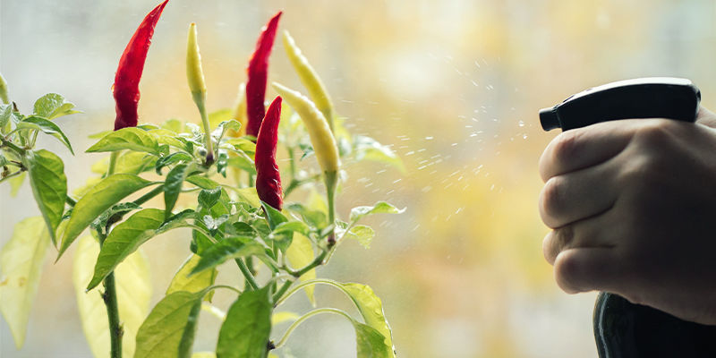 Jak použ&iacute;vat př&iacute;rodn&iacute; pesticidy na chilli rostliny