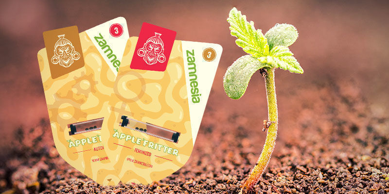 Jak pěstovat Apple Fritter