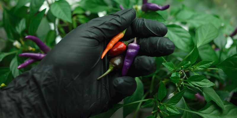 D&aacute;vejte pozor na kapsaicin