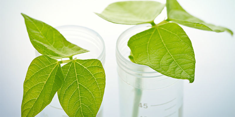 Jak klonovat rostliny p&aacute;liv&yacute;ch paprik: Podrobn&yacute; n&aacute;vod krok za krokem