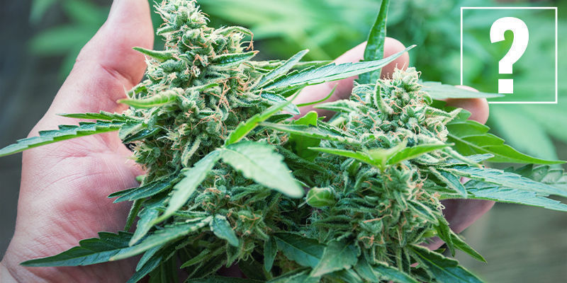 Co jsou syrov&eacute; (neboli kysel&eacute;) kanabinoidy?