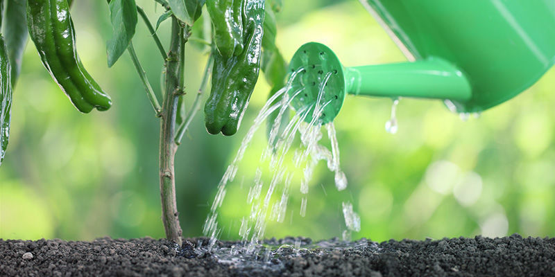 7. Zalijte a přeneste na vybran&eacute; m&iacute;sto