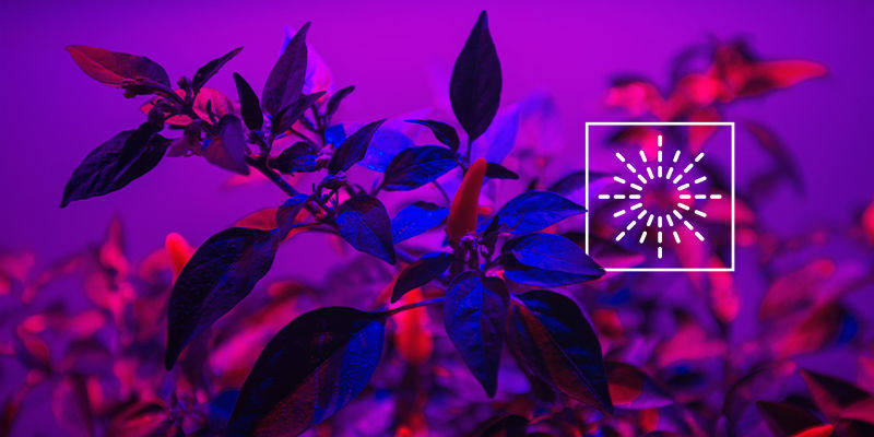 Jak&aacute; intenzita světla je vhodn&aacute; pro p&aacute;liv&eacute; papričky?