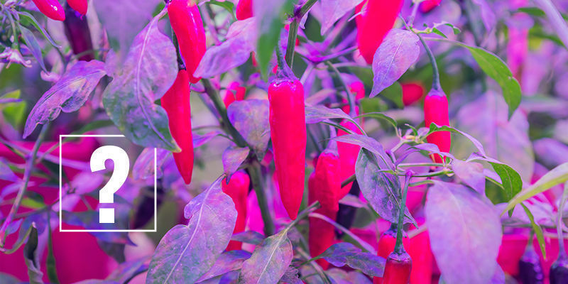 Jak&eacute; světeln&eacute; spektrum je nejlep&scaron;&iacute; pro chilli papričky?