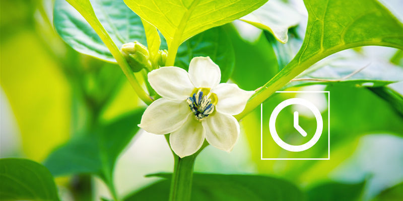 Kdy opylovat rostliny chilli?