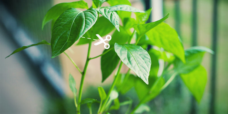 Pruning v ran&eacute; sez&oacute;ně