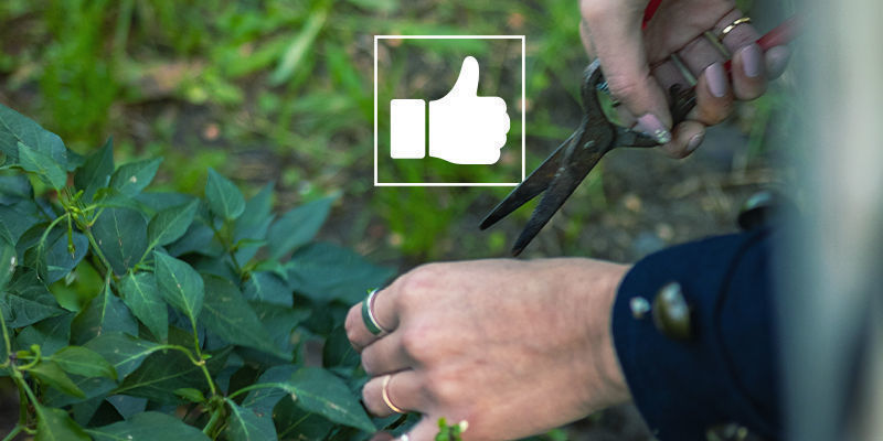 Tipy na prořez&aacute;v&aacute;n&iacute; rostlin p&aacute;liv&yacute;ch paprik