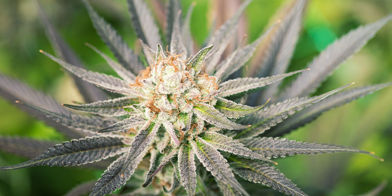 Jak&eacute; jsou v&yacute;hody feminizovan&yacute;ch semen konop&iacute;?