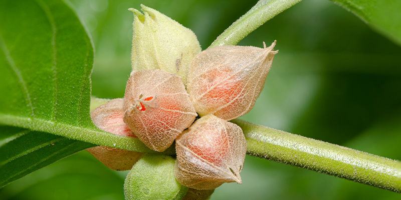 Původ a&scaron;vagandy