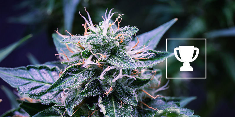 Oceňovan&aacute; genetika