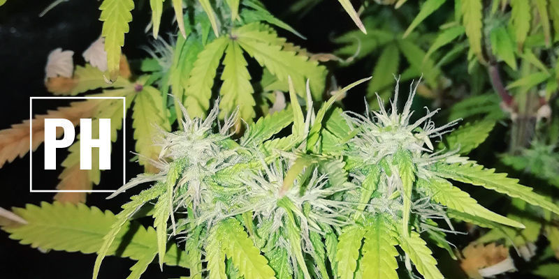 Nespr&aacute;vn&aacute; hodnota pH