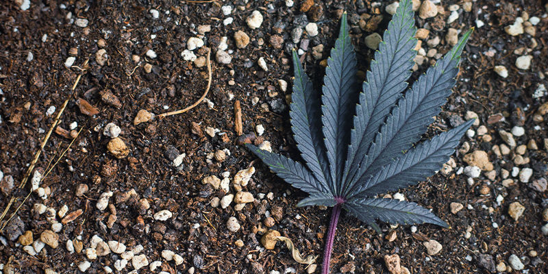 N&iacute;zk&eacute; teploty