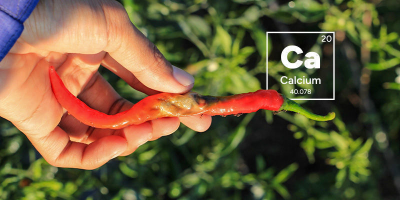 Co způsobuje hnilobu květov&eacute;ho konce u p&aacute;liv&yacute;ch paprik?