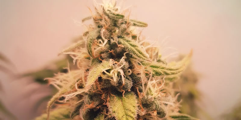 Odrůdy konop&iacute; s vysok&yacute;m obsahem humulenu