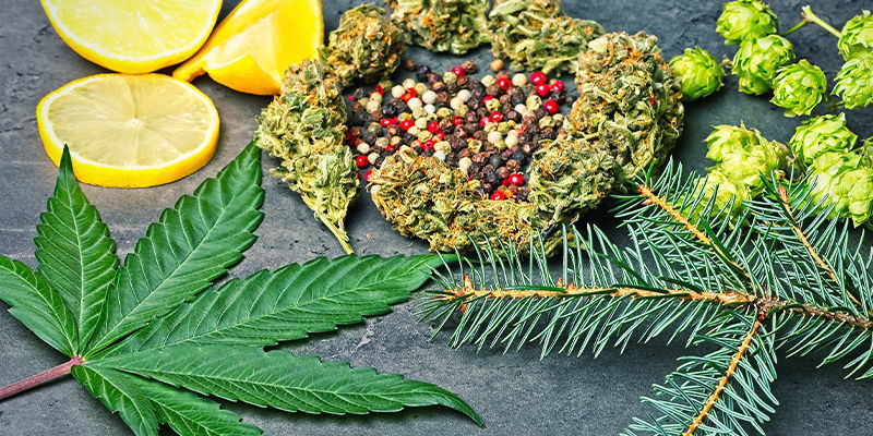 Humulen: Shrnut&iacute;