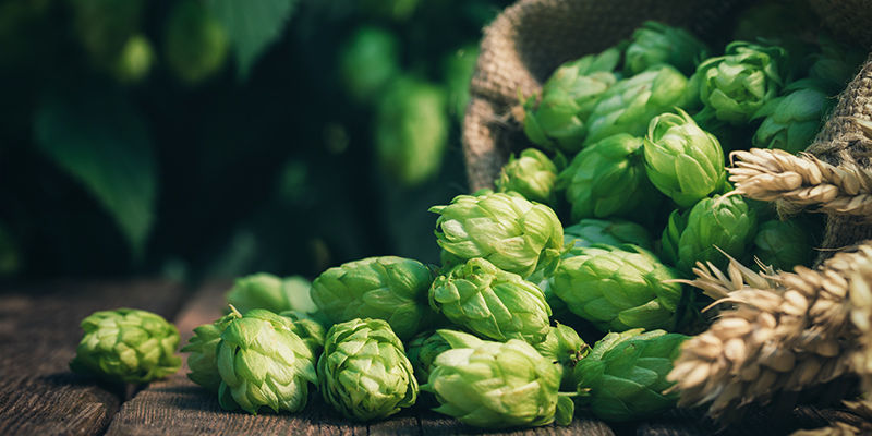 Kde najdete humulen?