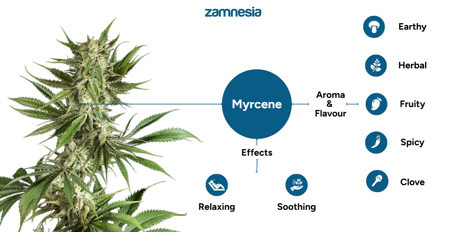 What does myrcene do in cannabis?