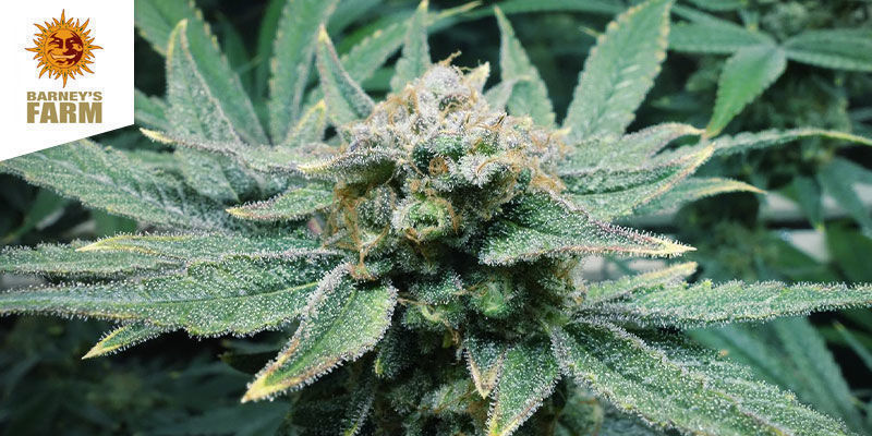 CBD Critical Cure (Barney's Farm)