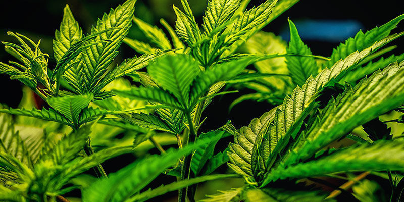 Jak&eacute; druhy odrůd nezpůsobuj&iacute; nezvladateln&yacute; hlad?