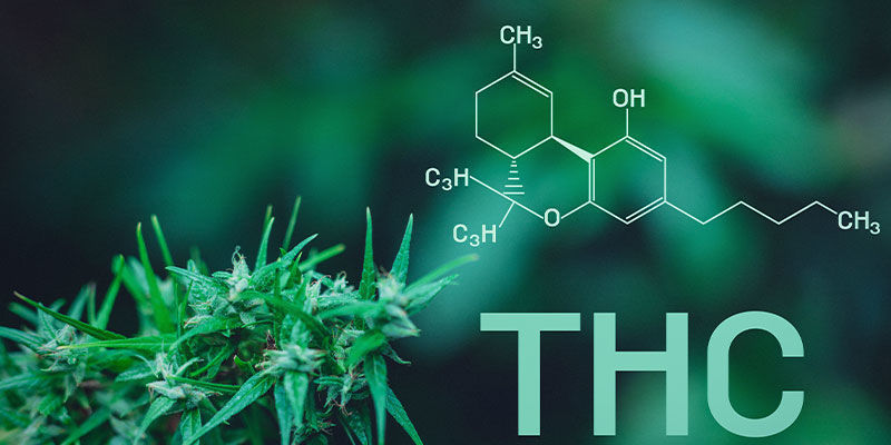 Proč cannabis vyvol&aacute;v&aacute; žravku?