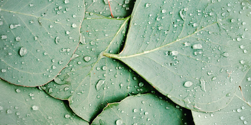 Kde najdete limonen?