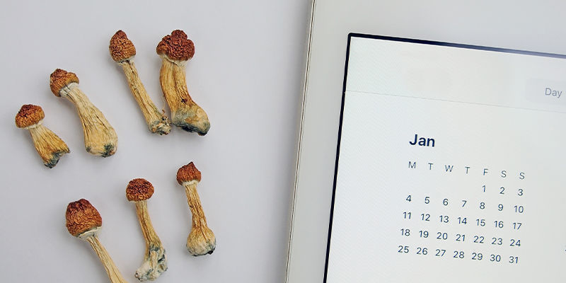 Rozvrh microdosingu: Jak vybrat ten prav&yacute; pro v&aacute;s