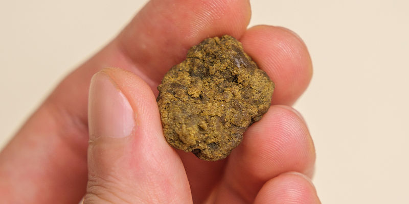 Alternativy k rychl&eacute;mu su&scaron;en&iacute; tr&aacute;vy: použijte čerstv&eacute; konop&iacute; na live extrakty!