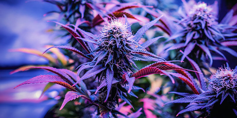 Kter&eacute; odrůdy konop&iacute; jsou nejlep&scaron;&iacute; na span&iacute;?