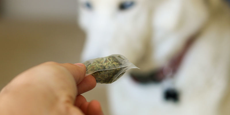 Dok&aacute;žou p&aacute;trac&iacute; psi c&iacute;tit přes pachuvzdorn&eacute; s&aacute;čky?