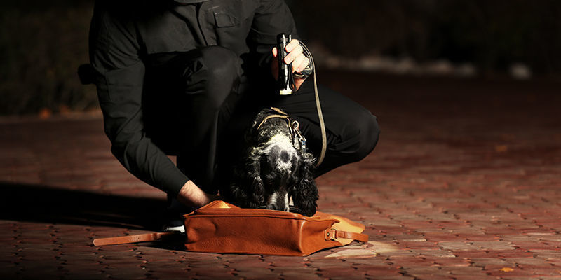 Jsou p&aacute;trac&iacute; psi opravdu př&iacute;nosem pro veřejnost?