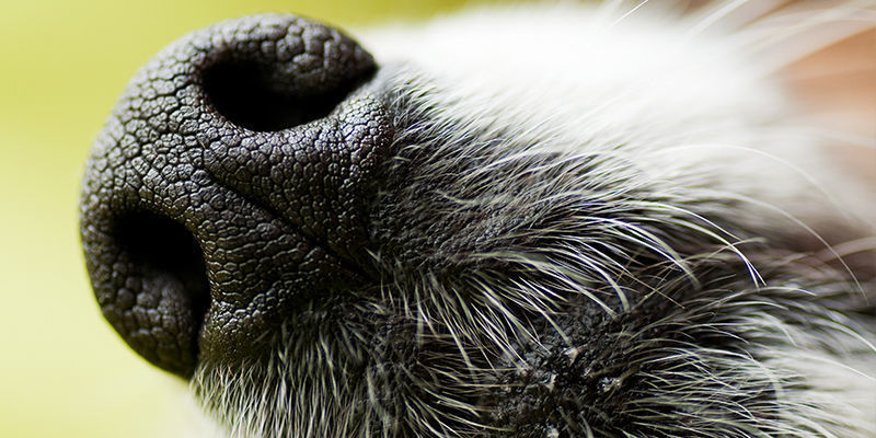 K čemu jsou tito psi cvičeni?