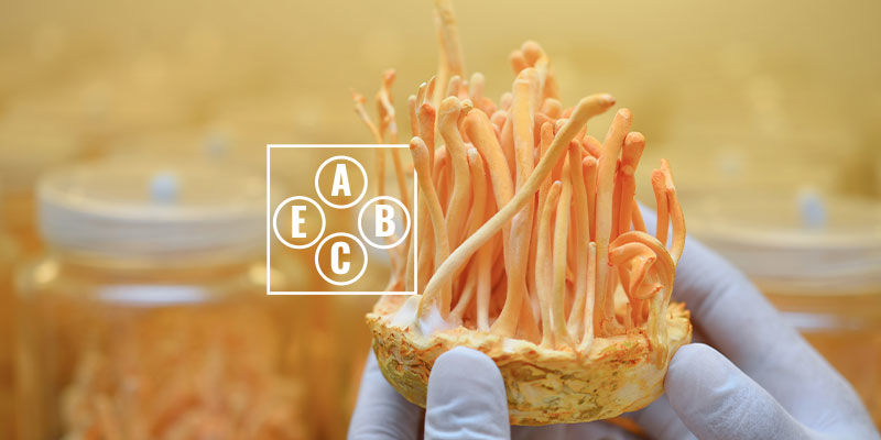 Vlastnosti cordycepsu