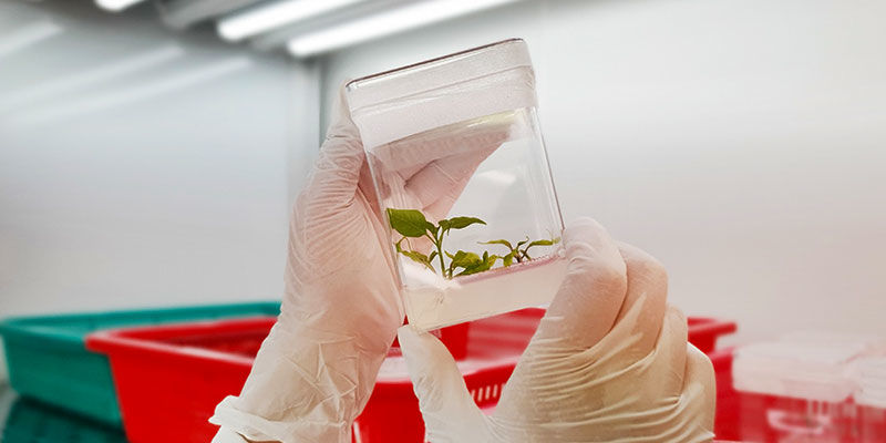 Co znamen&aacute; F1 ve &scaron;lechtěn&iacute;?