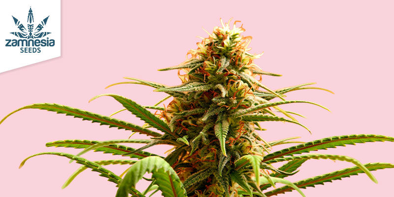 Charakteristika Candy Rain