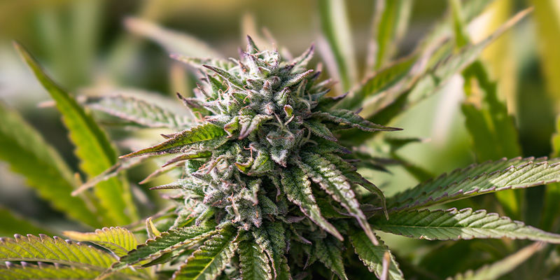 Jealousy: Tady ž&aacute;dn&eacute; pocity z&aacute;&scaron;ti!