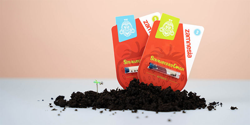 Jak pěstovat Strawberry Cough