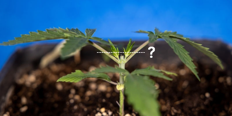 Lze rostlinu po seř&iacute;znut&iacute; je&scaron;tě fimovat?