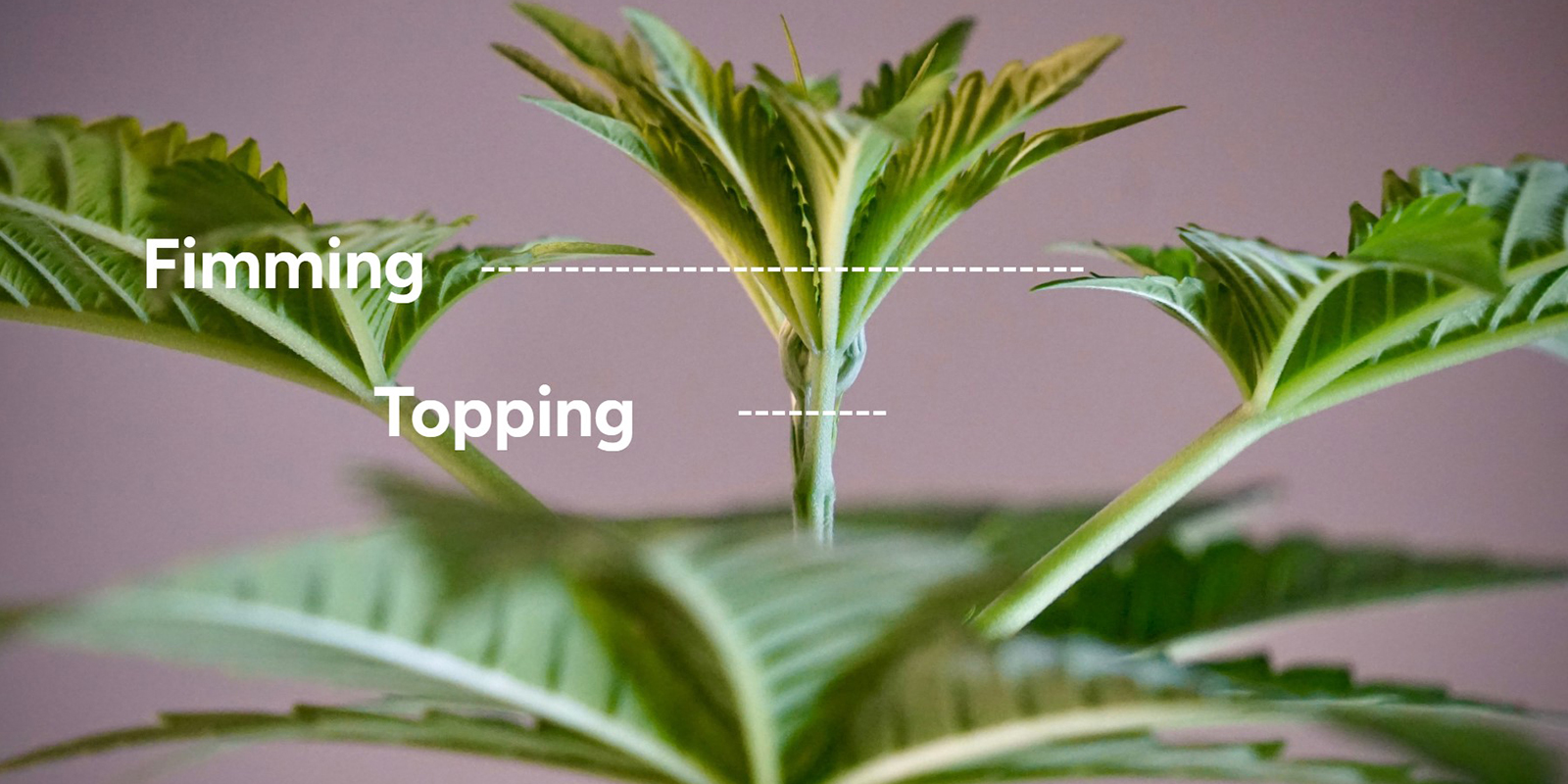 Topping vs fimming: hlavn&iacute; rozd&iacute;ly