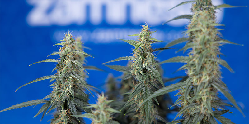 Co je nejlep&scaron;&iacute; pro rostliny konop&iacute;: fimming nebo topping?