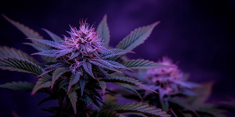 Something for everyone &mdash; We're not orchid-ing!