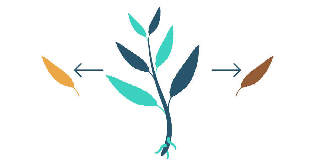 Krok 1: Množen&iacute; &scaron;alvěje divotvorn&eacute; z ř&iacute;zku