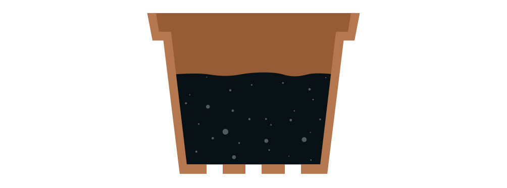 Krok 2: Množen&iacute; &scaron;alvěje divotvorn&eacute; z ř&iacute;zku