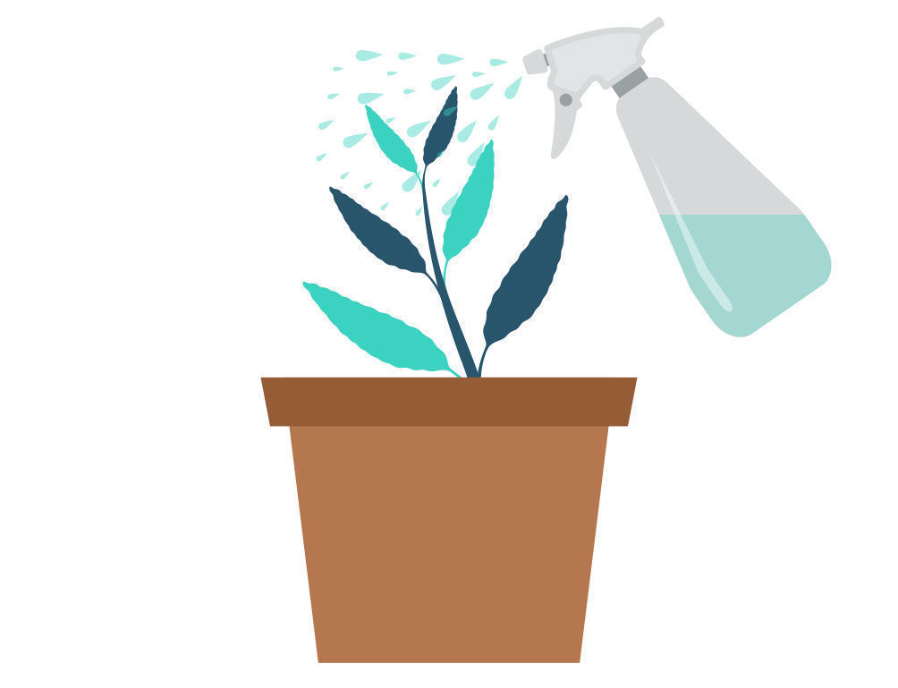 Krok 4: Množen&iacute; &scaron;alvěje divotvorn&eacute; z ř&iacute;zků