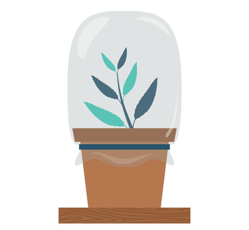 Krok 5: Množen&iacute; &scaron;alvěje divotvorn&eacute; z ř&iacute;zku