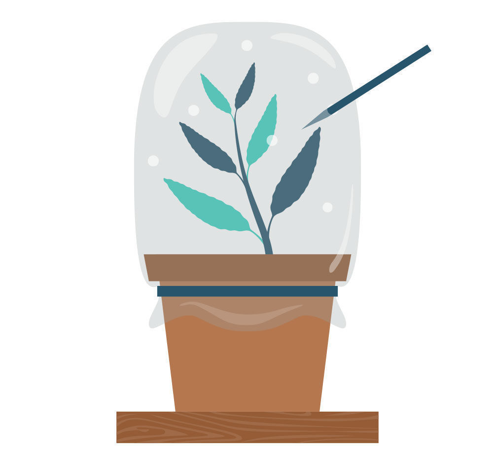 Krok 7: Množen&iacute; Salvia divinorum z ř&iacute;zku