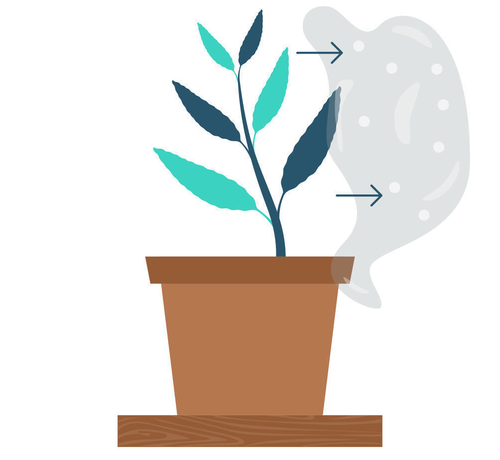 Krok 8: Množen&iacute; Salvia divinorum z ř&iacute;zku