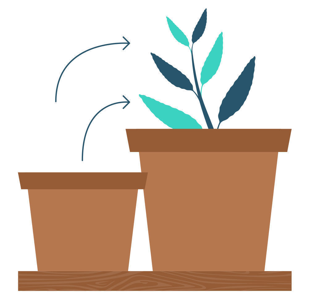 Krok 9: Množen&iacute; Salvia divinorum z ř&iacute;zku