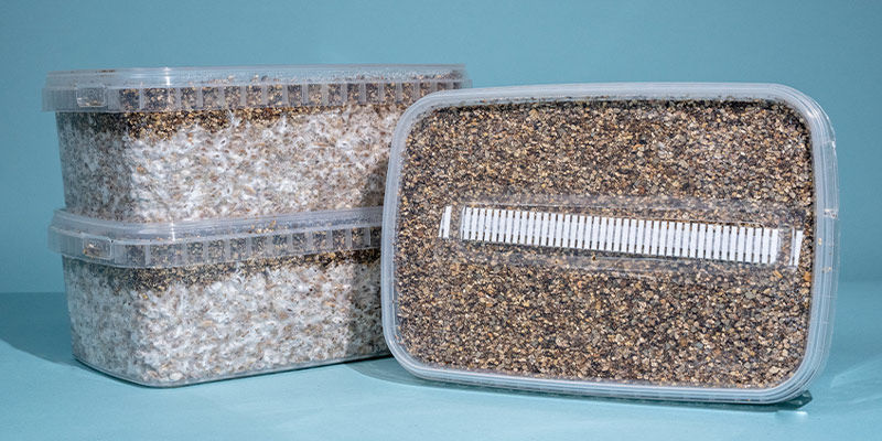 Tipy, jak vybrat Pěstebn&iacute; sada na lysohl&aacute;vky